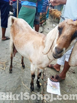 বড় জাতের ছাগল